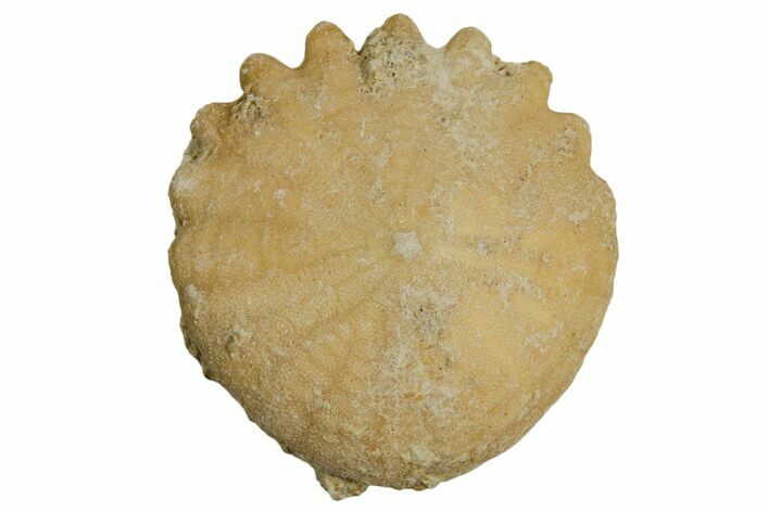 1.5" Fossil Sand Dollars (Heliophora) - Morocco - Photo 1